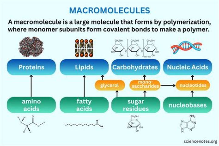 Are macromolecules and polymers the same thing?