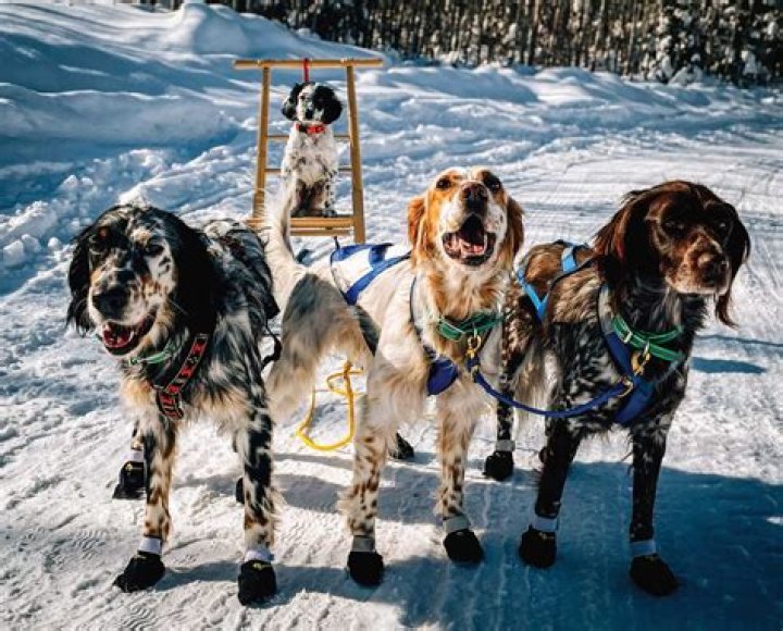 Can i use combantrin for dogs?