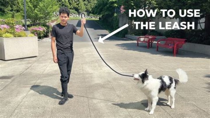 Was on a short leash?