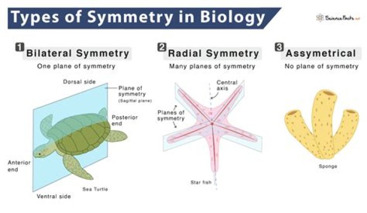 What does planimetry meaning?