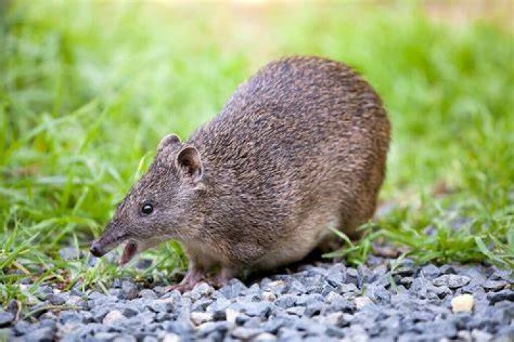 What is the difference between a rat and a quenda?