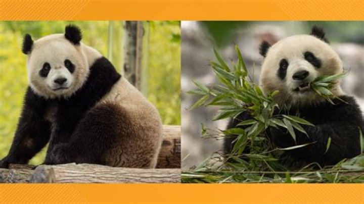 Which zoos have pandas?