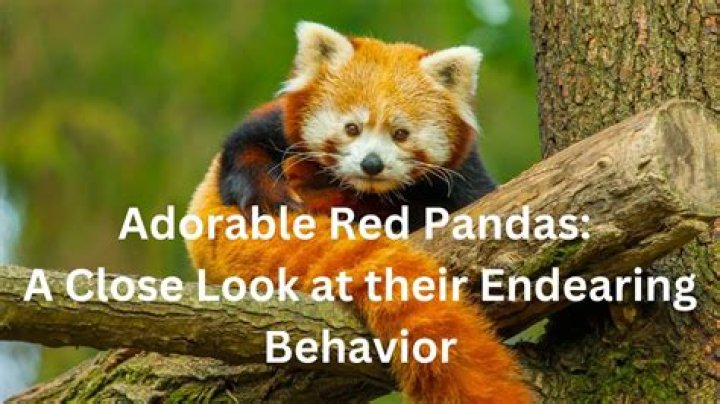 Would red pandas make good pets?